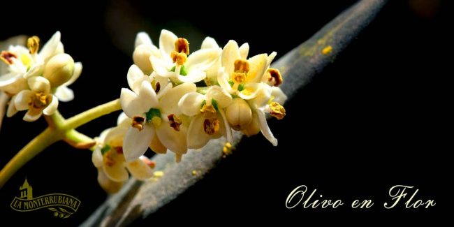 olivo-en-flor olivo-en-flor