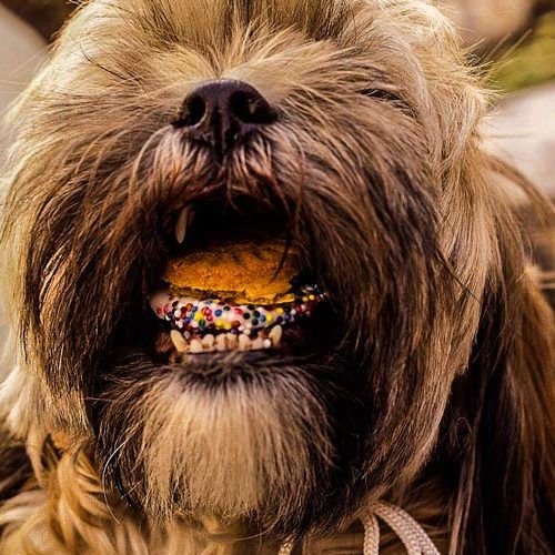 Galletas-Caseras-para-Perros