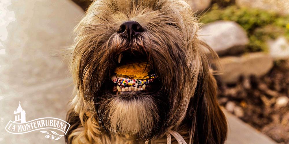 Galletas-Caseras-para-Perros