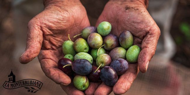 que-es-la-aceituna