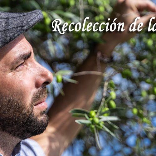 Recolección-de-la-Aceituna
