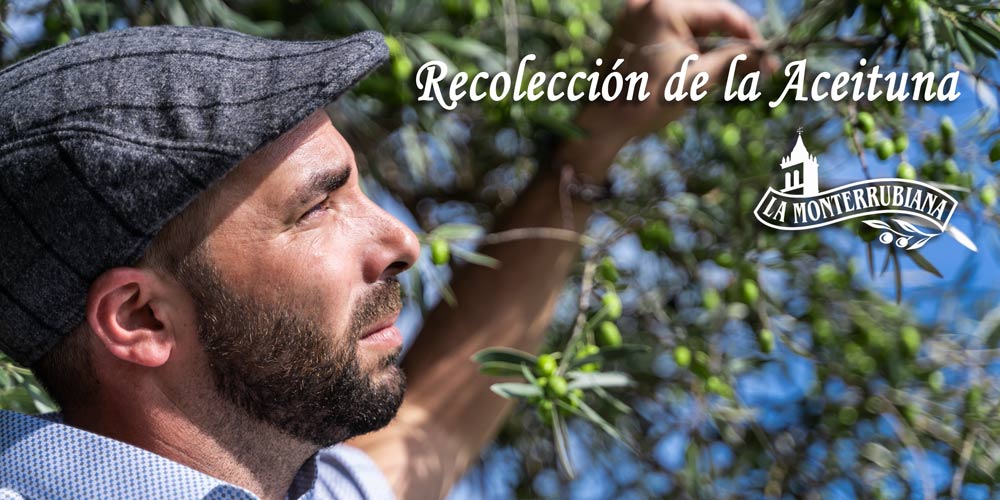 Recolección-de-la-Aceituna