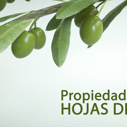 Propiedades de las Hojas de Olivo