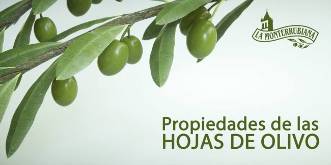 Propiedades de las Hojas de Olivo